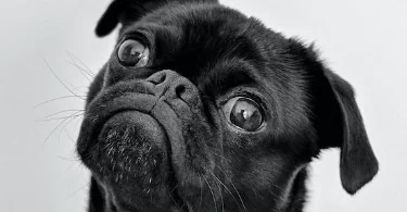 Nuovo studio sulle razze canine